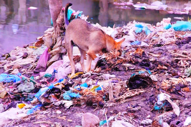 Cực hình suốt 10 năm ngửi mùi hôi thối từ bãi rác