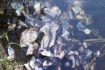 Phát hiện cả “núi tiền” dưới sông