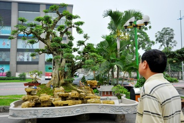 Ngắm dàn "siêu cây" tiền tỷ đang tụ hội ở Hà Nội