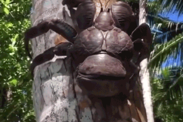 Loài "quái vật" trên cây dừa khiến nhiều người sợ hãi nhưng lại là đặc sản