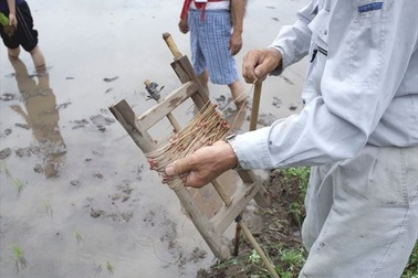 Trải nghiệm gieo mạ, trồng lúa kiểu Nhật tại ruộng bậc thang ở Beppu