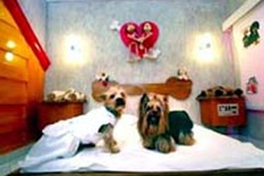 Khách sạn tình yêu cho... chó 