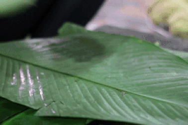 Làng gói bánh chưng nhanh như "chớp", chưa đầy 30 giây xong một cái