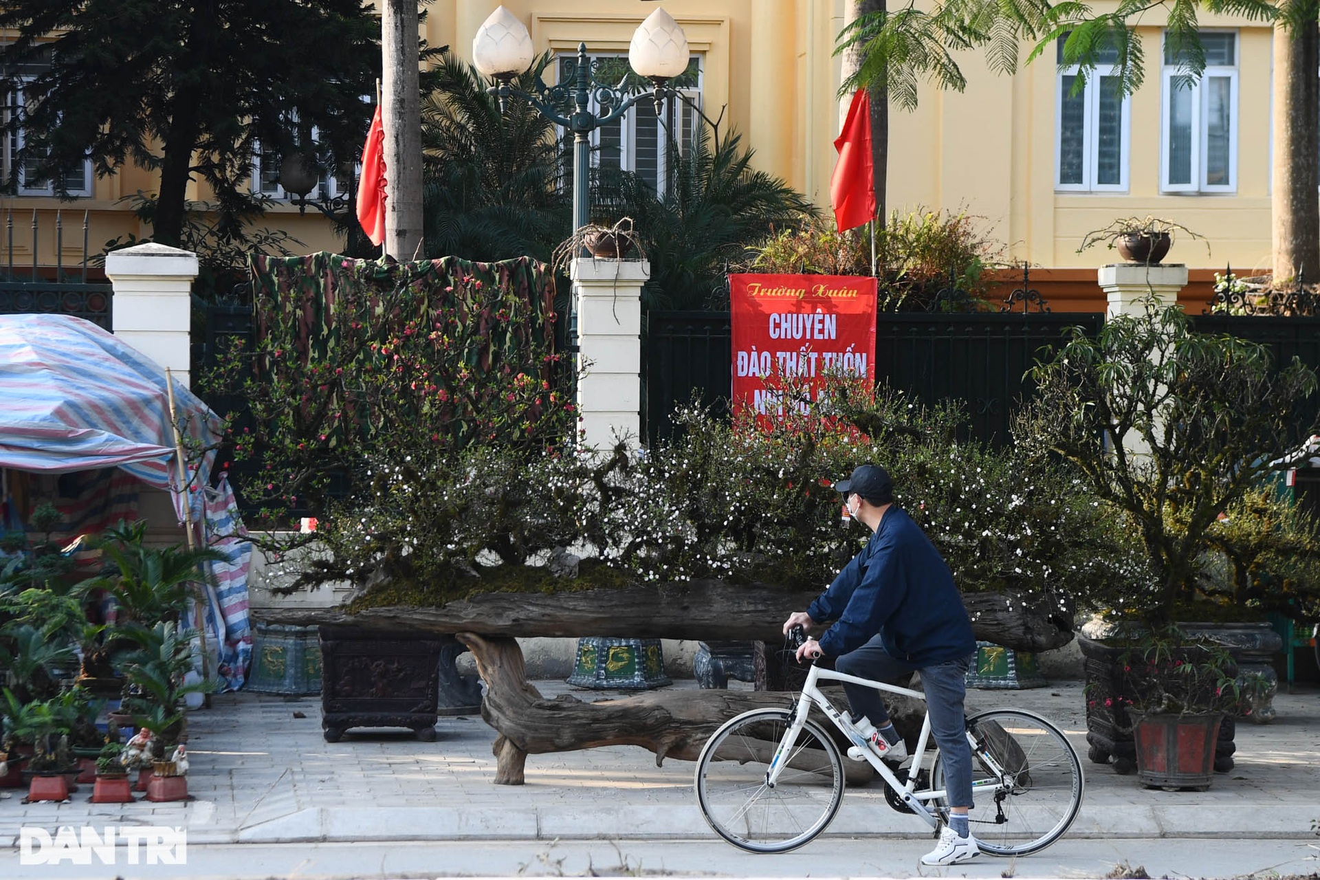 Nhất chi mai 300 triệu đồng bày bán vỉa hè chờ thượng đế rước về chơi Tết - 11