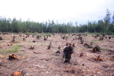 Phá rừng phi lao 30 năm tuổi để... trồng rau!