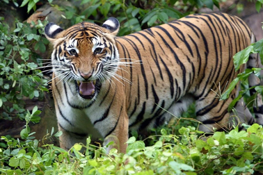 Người đi xe máy bị hổ phục kích suýt bỏ mạng