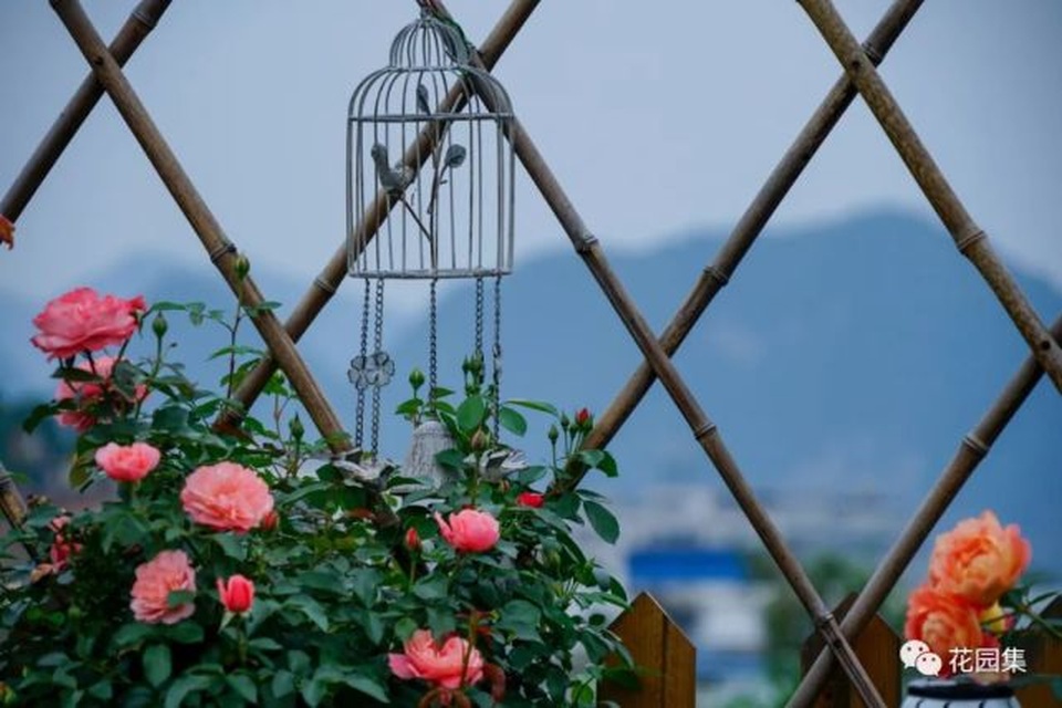 Trồng hoa trên sân thượng, cô gái tạo ra khu vườn cổ tích vạn người mê - 6 Trồng hoa trên sân thượng, cô gái tạo ra khu vườn cổ tích vạn người mê - 6