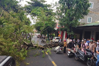 Cây phượng cổ thụ bật gốc, đè trúng 4 người đi xe máy