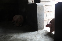 Nỗi buồn “tai xanh”