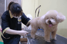 Chó, mèo được chủ cho ở "khách sạn" 500.000 đồng/ngày dịp Tết