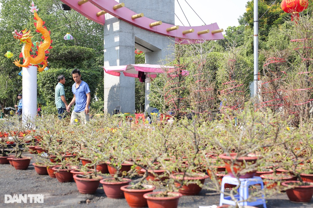 Việt kiều Mỹ về nước bán bưởi Diễn giá tới 40 triệu đồng một chậu - 1 Việt kiều Mỹ về nước bán bưởi Diễn giá tới 40 triệu đồng một chậu - 1