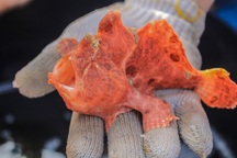 Quảng Ngãi: Nghề lặn biển tìm cá "độc" đắt hàng dịp Tết