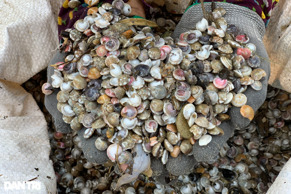 Vụ tranh chấp khai thác ốc gạo: Biên phòng lập chốt ngăn chặn - 3 Vụ tranh chấp khai thác ốc gạo: Biên phòng lập chốt ngăn chặn - 3