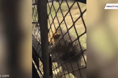 Kinh hãi cảnh sư tử tấn công người, lôi xềnh xệch nạn nhân dưới đất