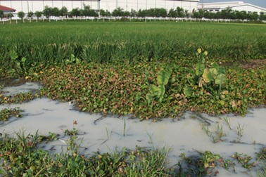 Sabeco Sông Lam gây ô nhiễm vượt 49 lần cho phép