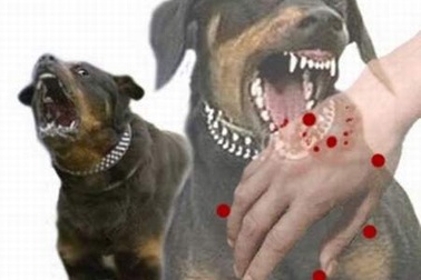 Chó dại cắn 7 người, 1 thai phụ tử vong
