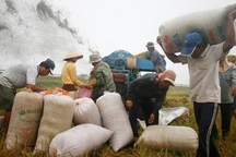 Hạn, mặn khiến giá lúa tăng vọt