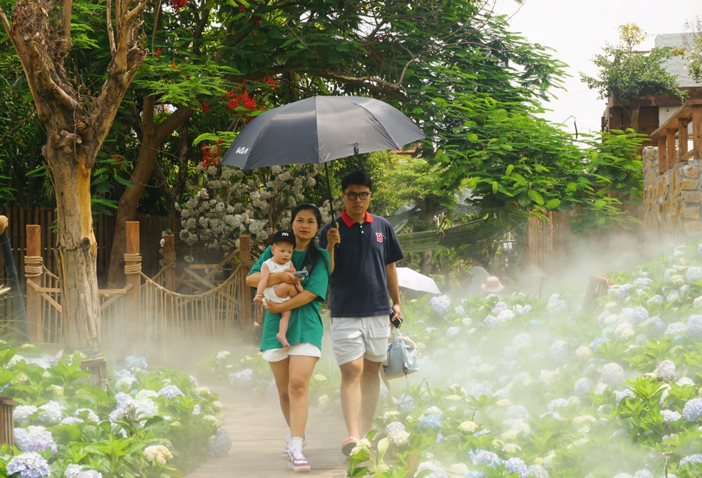 Người dân đội nắng, chụp ảnh trong vườn cẩm tú cầu nở rộ ở TPHCM - 6 Người dân đội nắng, chụp ảnh trong vườn cẩm tú cầu nở rộ ở TPHCM - 6
