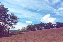 Tháng 11 về, lạc vào cánh đồng cỏ hồng đẹp như xứ sở thần tiên ở Đà Lạt