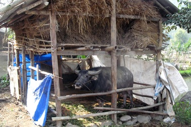 Chọn đúng ngày sinh nhật đi trộm trâu, bán được 30 triệu đồng