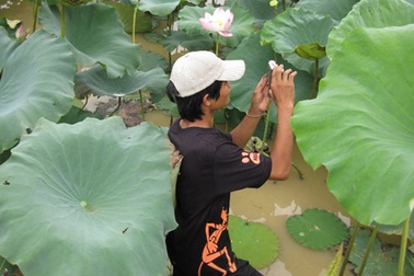 Một lần đi ngắm sen