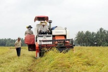 Cứu giá cho nông dân: Chưa có biện pháp nào hiệu quả hơn thu mua tạm trữ