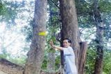 Hà Nội công bố có 666 cây sưa đỏ