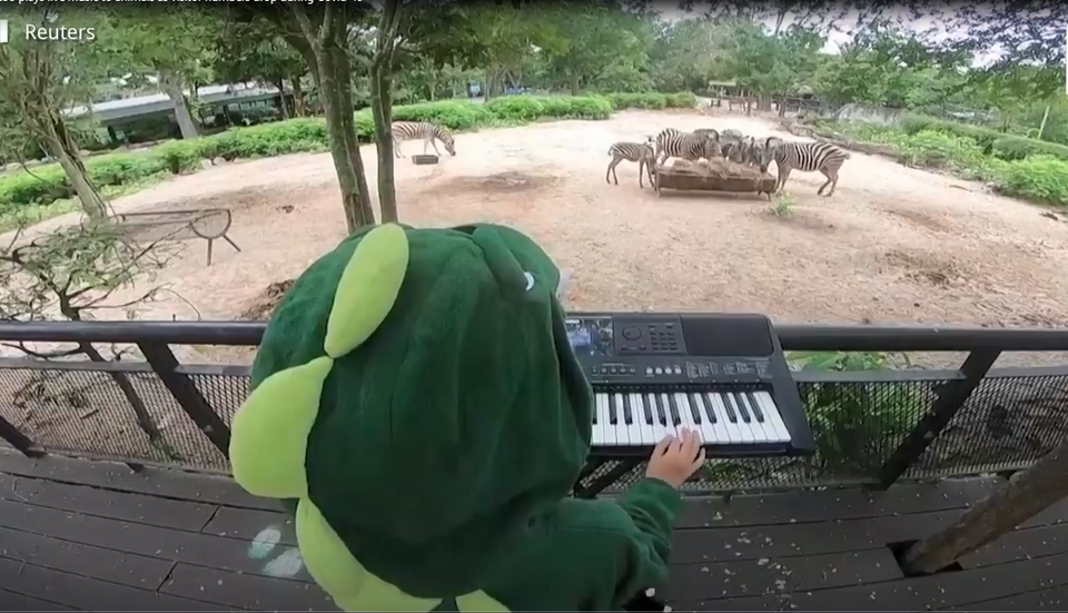 Sở thú ế ẩm vì dịch, động vật nghe nhạc sống... cho đỡ buồn - 1 Sở thú ế ẩm vì dịch, động vật nghe nhạc sống... cho đỡ buồn - 1