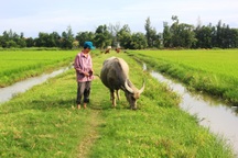 Chủ nhiệm HTX thu phí đồng cỏ: “Chúng tôi có quyền kinh doanh trên đồng ruộng” (?!)