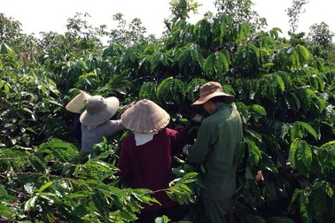 Yêu cầu khởi tố vụ án tại Chi nhánh Tổng công ty cà phê Việt Nam