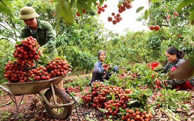 Hỗ trợ bà con tiêu thụ vải thiều: Ưu tiên số một