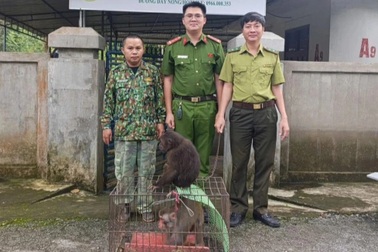 Hai cá thể khỉ quý hiếm đi lạc vào vườn nhà dân