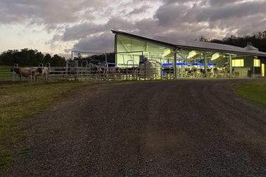 Nuôi bò thời công nghệ, robot thông minh giúp nông dân nhàn tênh