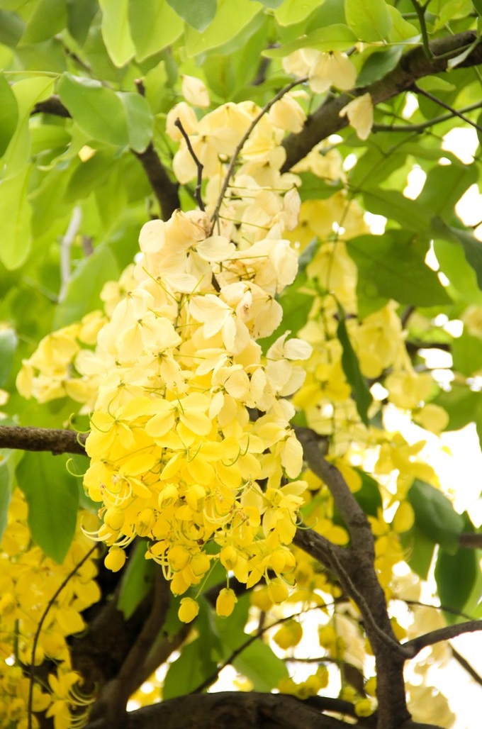 Muồng hoàng yến níu trải dọc bên bờ Hồ Tây, sắc vàng nhuộm nắng gợi nhớ những rung động của mùa hè năm tuổi đôi mươi ấy - Ảnh 5. Muồng hoàng yến níu trải dọc bên bờ Hồ Tây, sắc vàng nhuộm nắng gợi nhớ những rung động của mùa hè năm tuổi đôi mươi ấy - Ảnh 5.