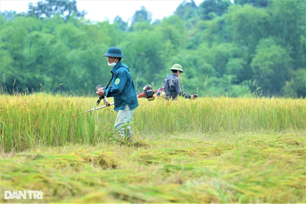 Cách thu hoạch lúa độc đáo ở nơi máy gặt đập chào thua - 2