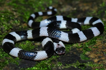 Đang ngủ, bé gái 4 tuổi bị rắn cạp nia cắn tử vong