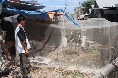 Thầy giáo... nuôi ruồi