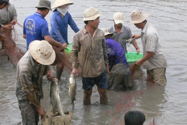 Về miền Tây tát đìa ăn Tết