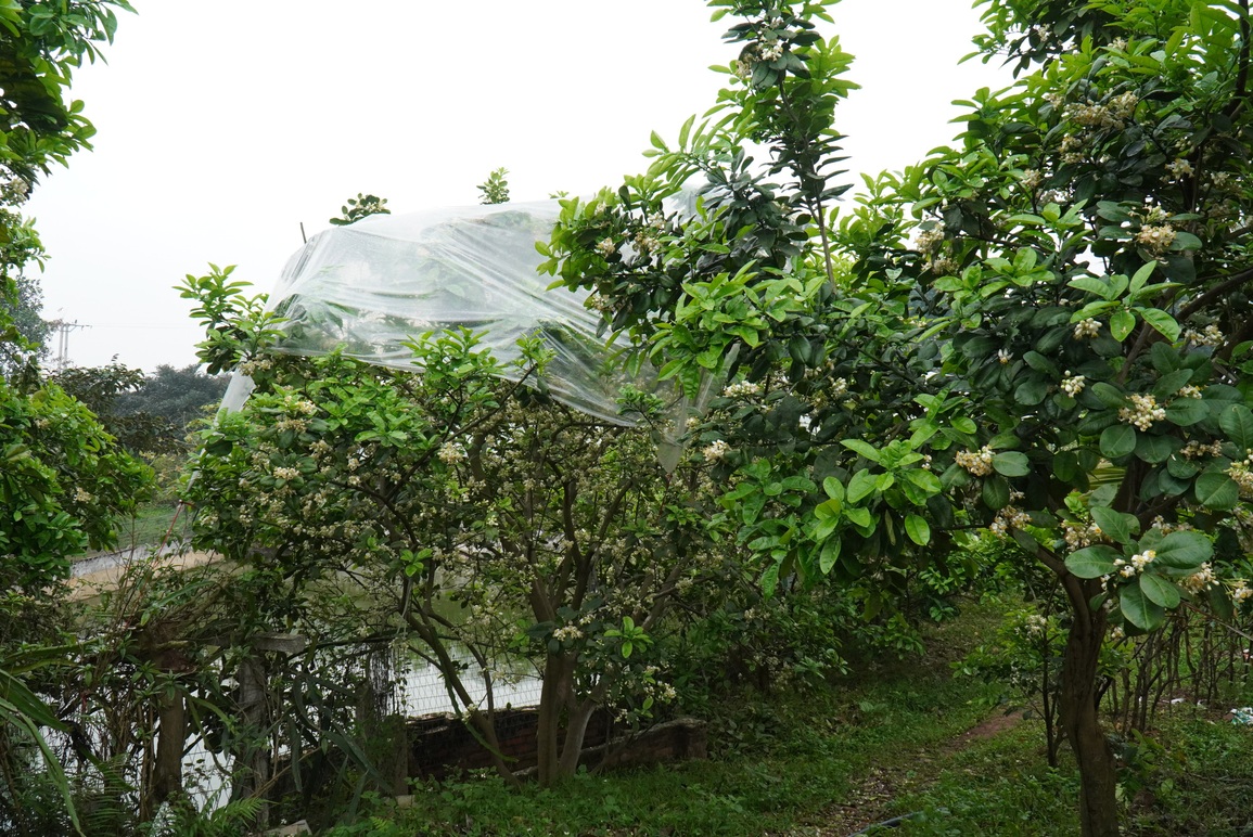 Vườn bưởi đặc sản đang nở rộ hoa, vì sao nông dân lại dùng ni lông trùm kín? - 1 Vườn bưởi đặc sản đang nở rộ hoa, vì sao nông dân lại dùng ni lông trùm kín? - 1