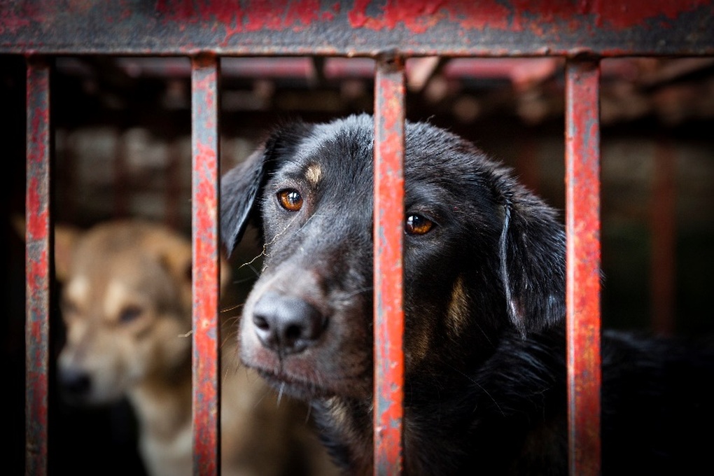 Ra mắt công cụ trực tuyến thông báo về nạn buôn bán thịt chó, mèo - 3 Ra mắt công cụ trực tuyến thông báo về nạn buôn bán thịt chó, mèo - 3