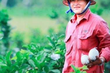 Bỏ lúa, trồng ổi lê Đài Loan, thu 30 triệu/tháng