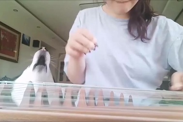 Chú chó Husky "hát" theo tiếng đàn của chủ