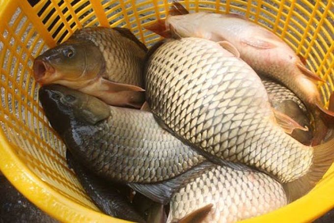 Nếu 23 tuổi chưa phân biệt được đâu là cá chép, cá trắm, cá trôi thì hãy đọc bài này để đi chợ đủ sành sỏi - Ảnh 2. Nếu 23 tuổi chưa phân biệt được đâu là cá chép, cá trắm, cá trôi thì hãy đọc bài này để đi chợ đủ sành sỏi - Ảnh 2.