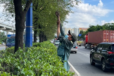 Nỗi lòng của người đàn ông hái me trên đường phố TPHCM