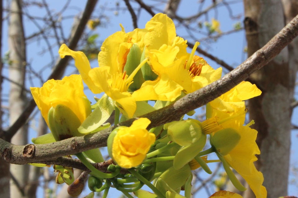 Mê mẩn với cây mai cổ thụ hơn 40 năm tuổi có giá 100 triệu đồng - 4 Mê mẩn với cây mai cổ thụ hơn 40 năm tuổi có giá 100 triệu đồng - 4