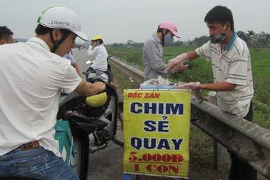 Vịt con “đội lốt” chim sẻ quay “dàn trận” trên Quốc lộ 1A