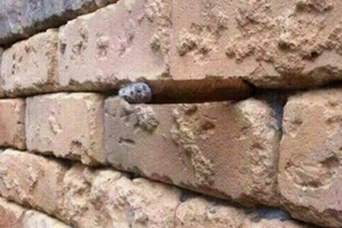 Tấm ảnh bức tường gạch “ảo giác” đánh lừa người xem