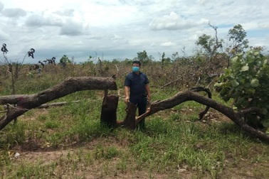 Bất ngờ phát hiện 100 hecta rừng bị phá trắng