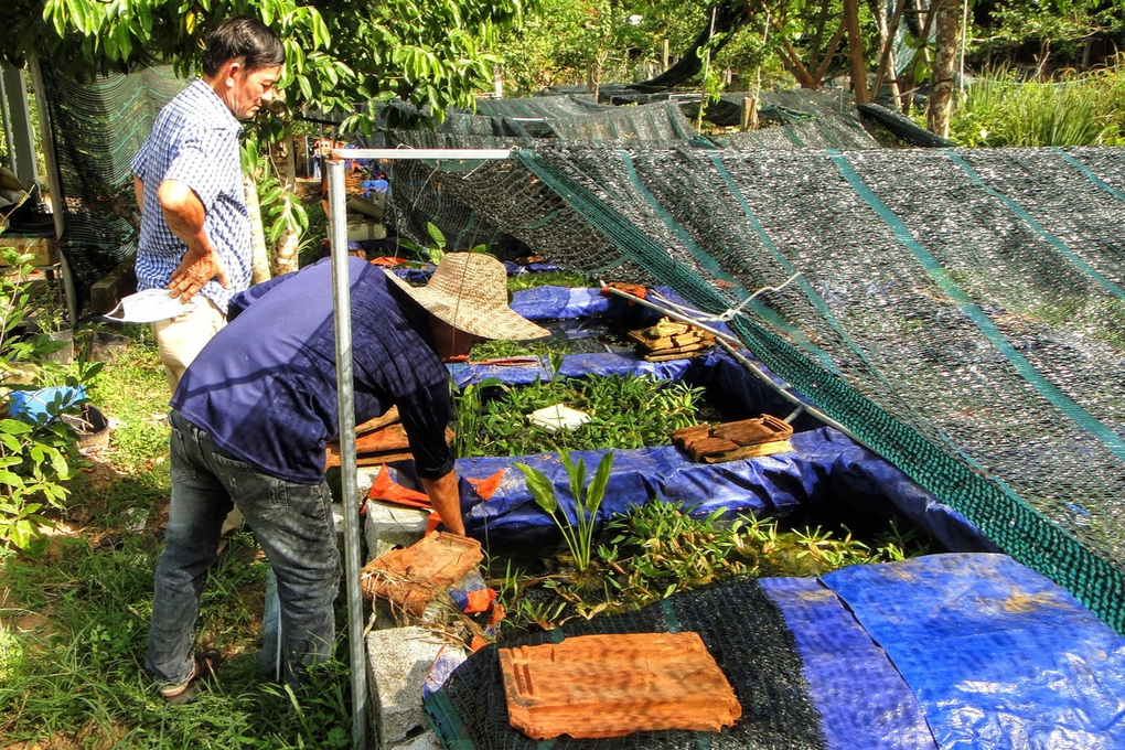 Cử nhân bỏ việc ở phòng lạnh về quê nuôi cá cảnh, tháng lãi hàng chục triệu - 1 Cử nhân bỏ việc ở phòng lạnh về quê nuôi cá cảnh, tháng lãi hàng chục triệu - 1