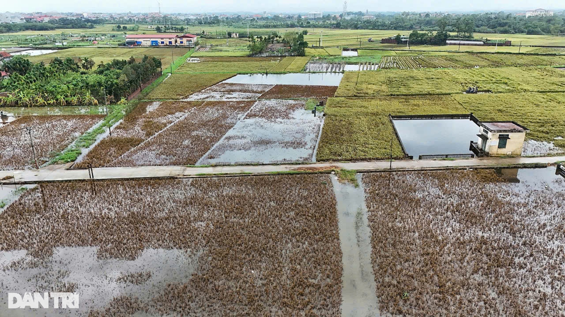 Người dân Hà Nội mót từng cọng lúa chìm trong nước, nhiều nhà mất trắng - 2 Người dân Hà Nội mót từng cọng lúa chìm trong nước, nhiều nhà mất trắng - 2